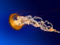 /album/galerie-de-photos-homepage/jellyfish-jpg/
